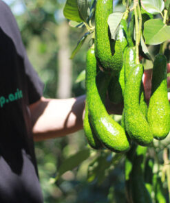 Bơ 034 Dẻo Béo, Loại 1, 2 - 4 Trái/Kg - Kiến Vàng