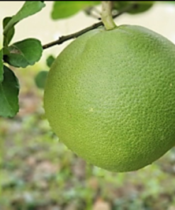 Bưởi Da Xanh Loại 1 - Trái 1,2 - 1,4kg - Kiến Vàng